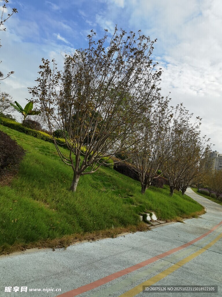 道路旁绿植与多彩路面景观