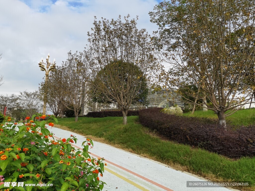 公园小径旁的绿植景观