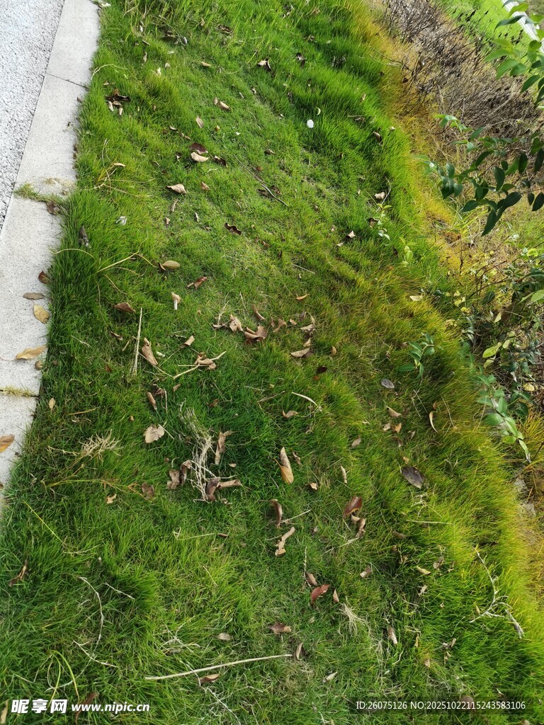 路边翠绿草地