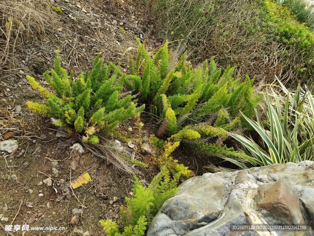 岩石旁的多肉植物景观
