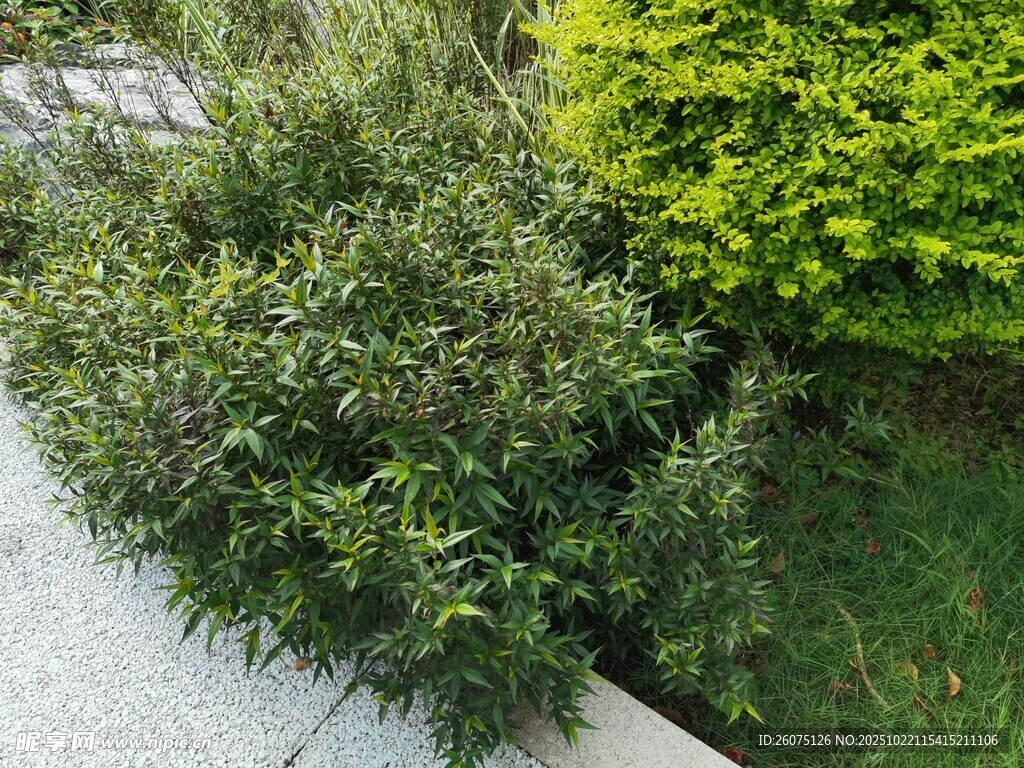 路边绿植景观