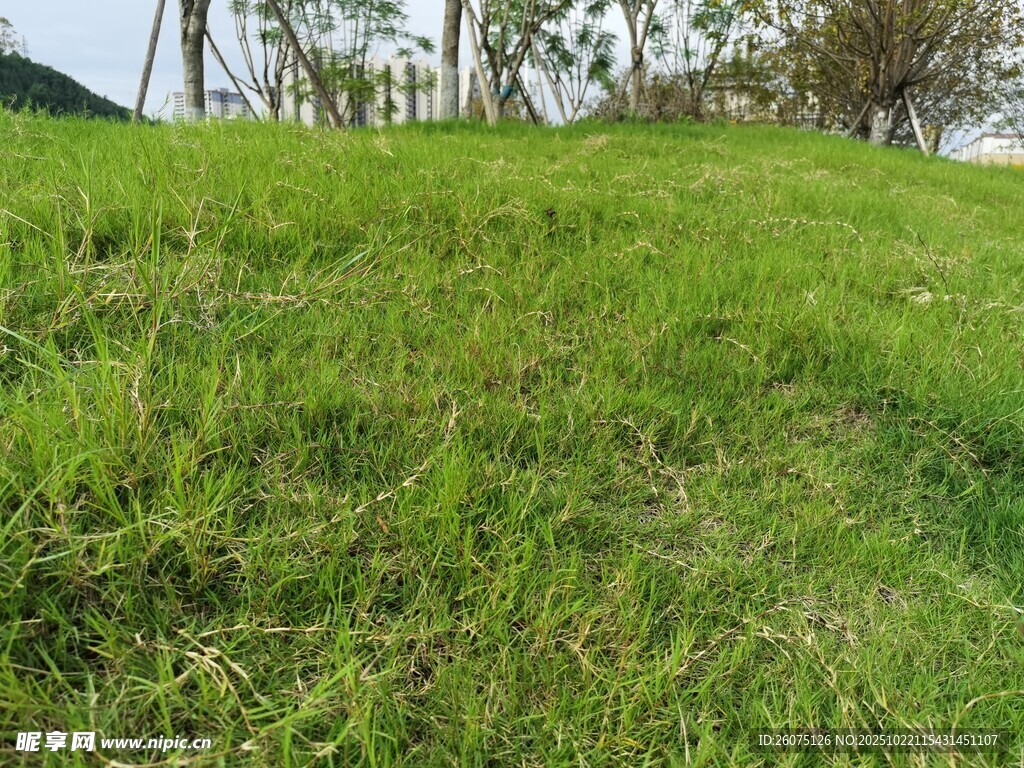 翠绿草地自然清新景致