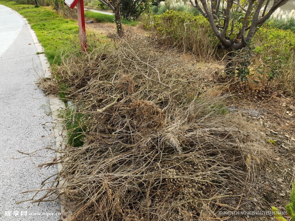 路边干枯杂草景观