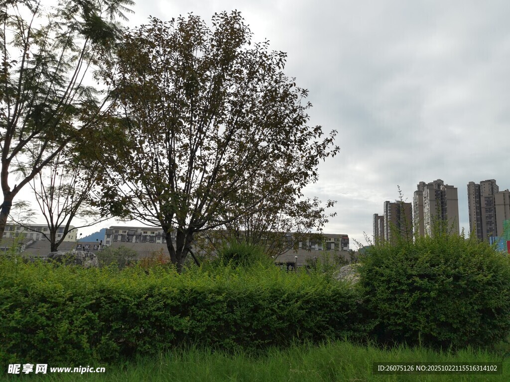 城郊绿植与远处高楼景观