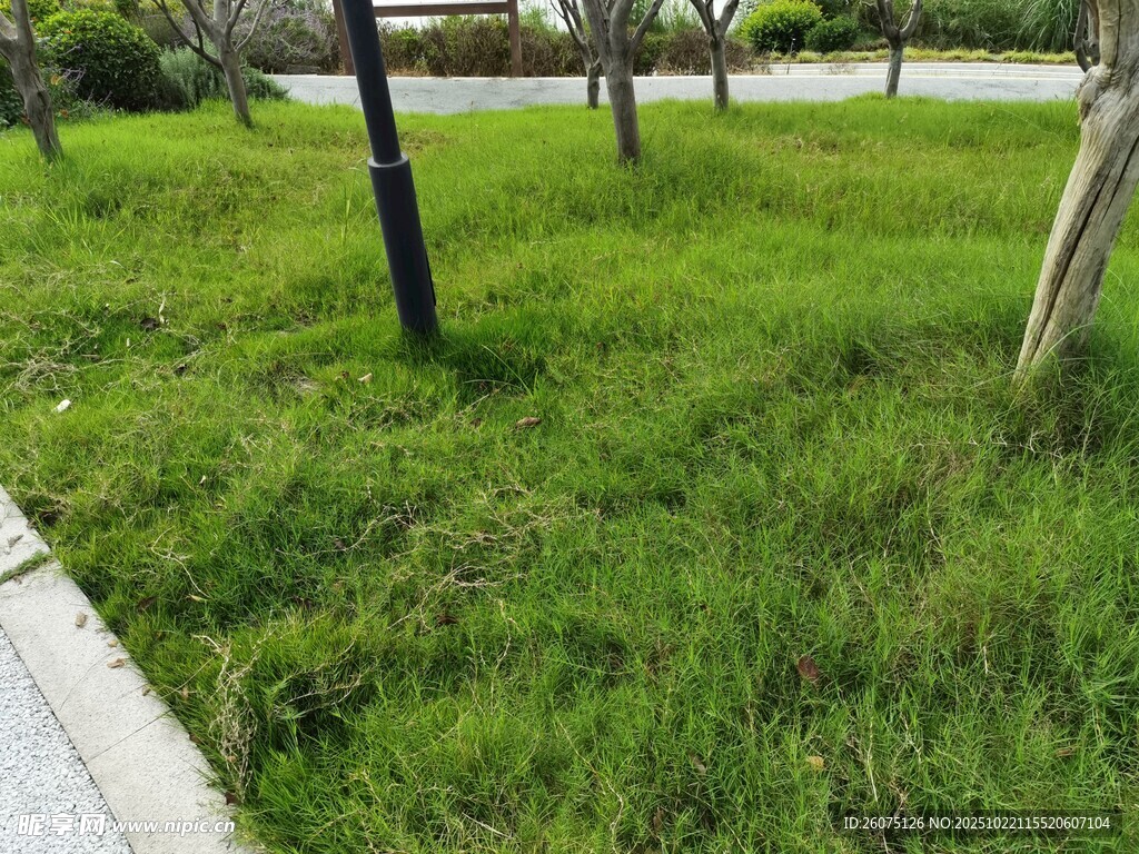 绿意盎然的城市草地景观
