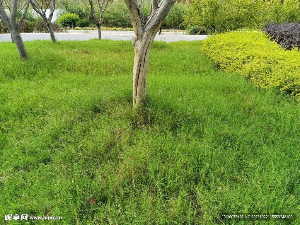 绿意盎然的草地与树木