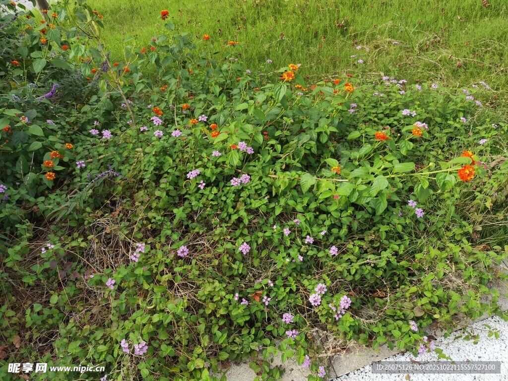 多彩花草装点绿色角落