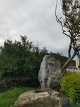 园林景观中的奇石与绿植
