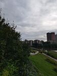 城市绿地旁的高楼景观