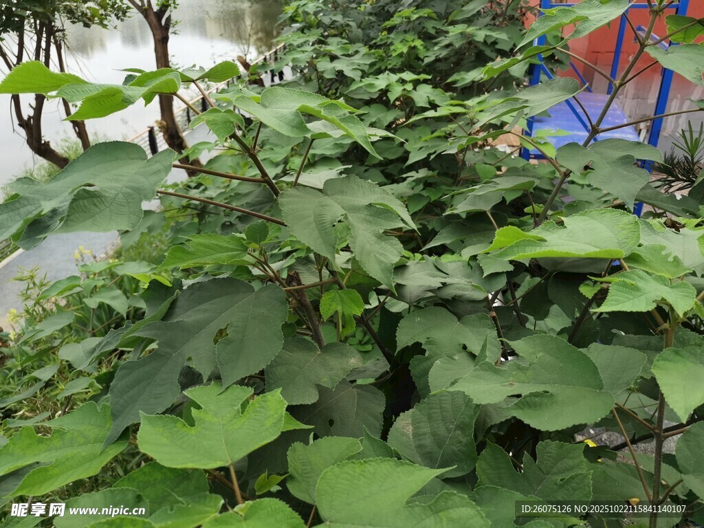繁茂绿植景观