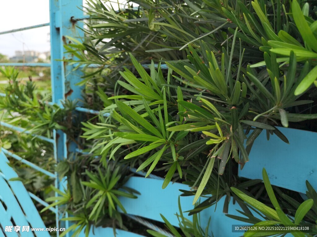 蓝色架上的翠绿龙血树