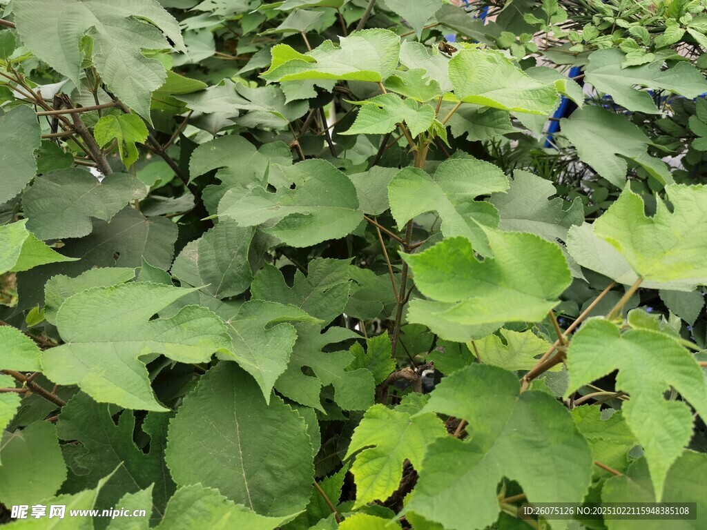 绿叶繁茂的植物景象