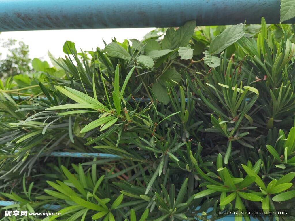 翠绿繁茂的绿植景观