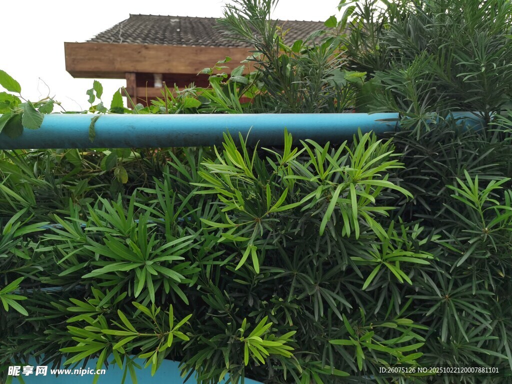 绿植环绕的蓝色管道景观