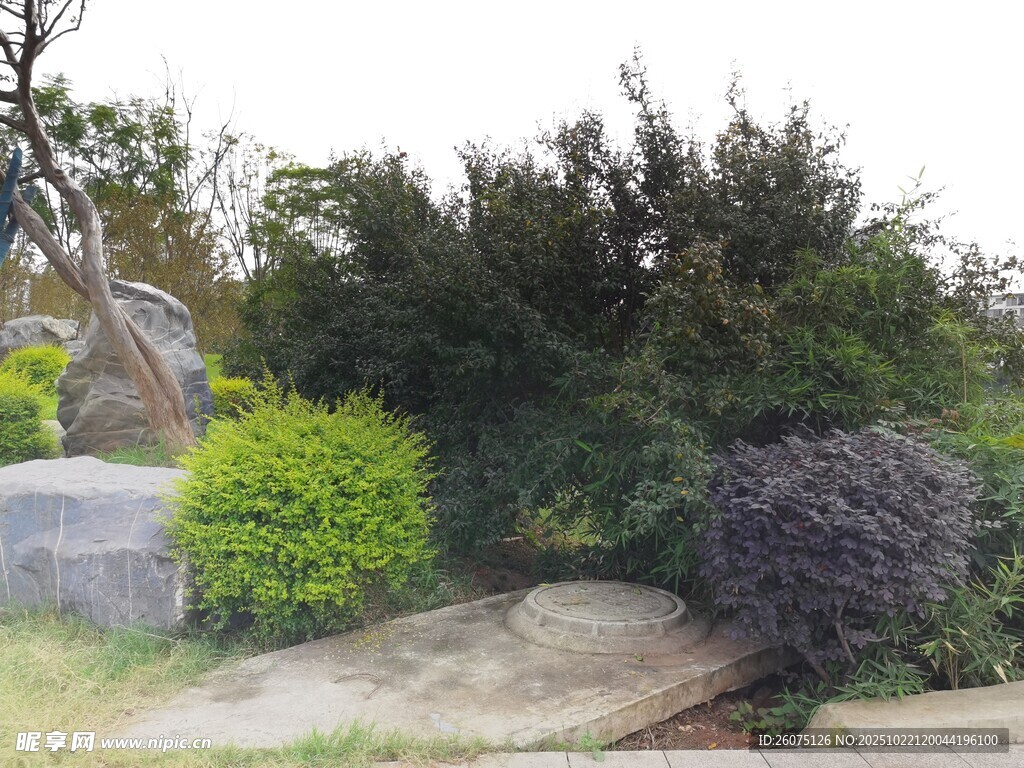 园林景观绿植与奇石
