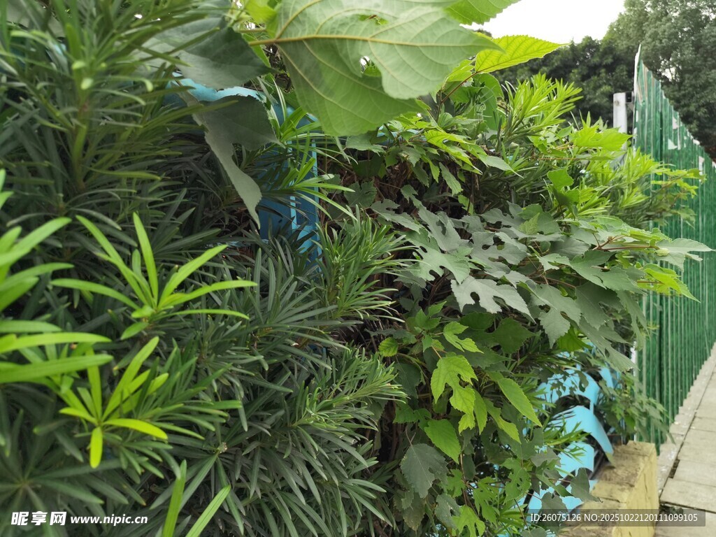 繁茂绿植景观