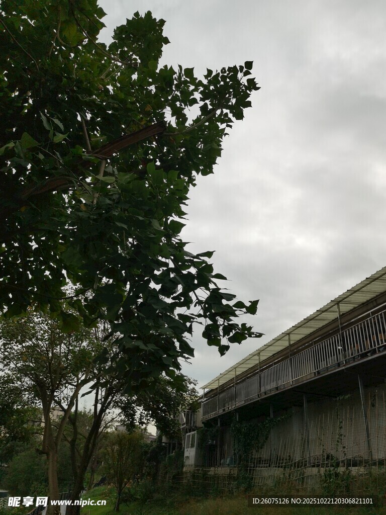 阴天树林旁的老旧建筑