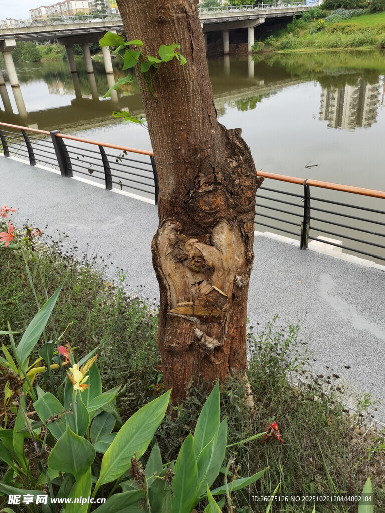 河边树干特写及周边景致