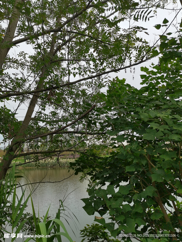 河畔绿树成荫的自然景致
