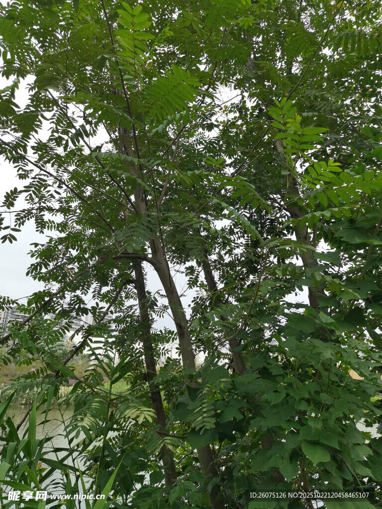 繁茂绿树景观