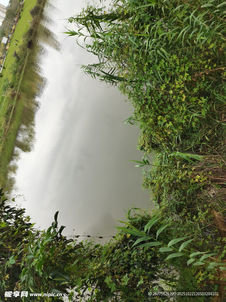 湖畔绿植环绕的静谧水面