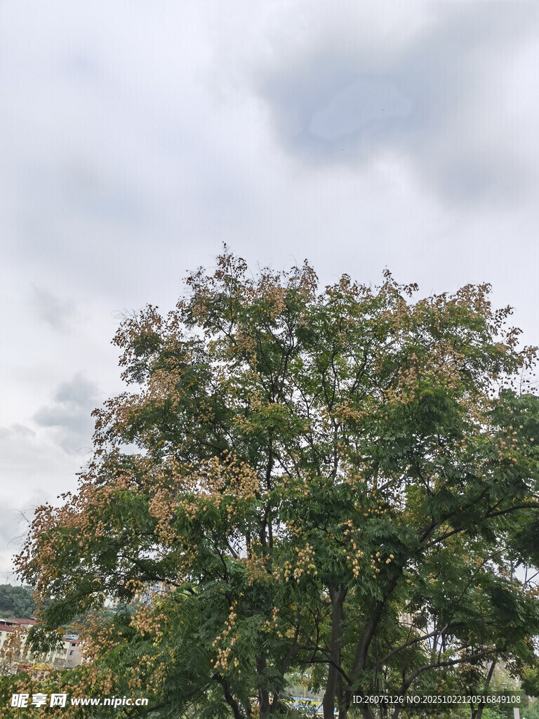秋日树梢云下斑斓景致