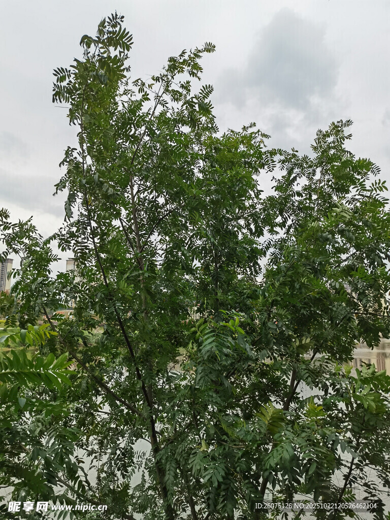 绿叶繁茂的树木
