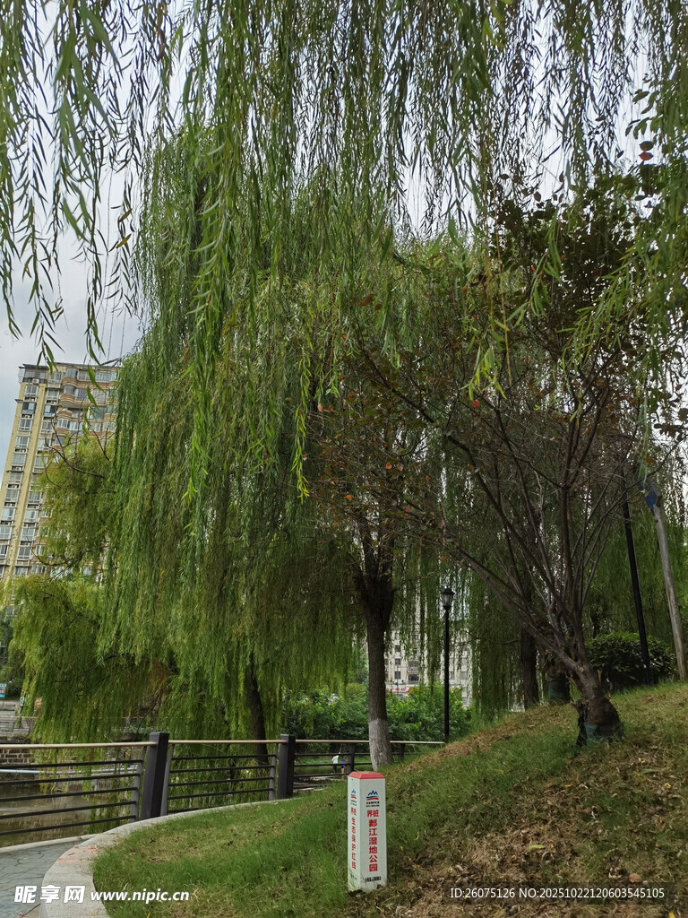 公园垂柳景观