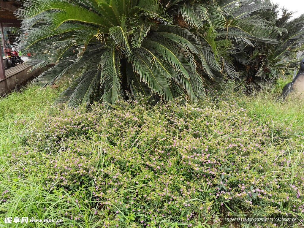 户外草地与棕榈植物景观