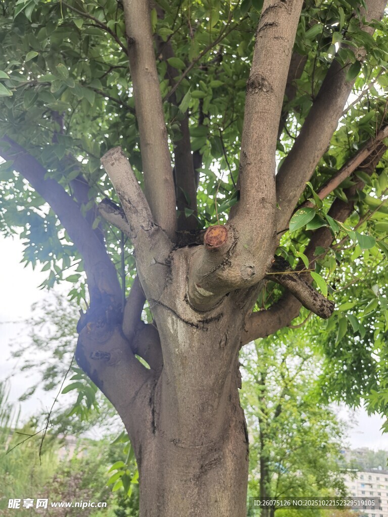 粗壮树干上繁茂枝叶