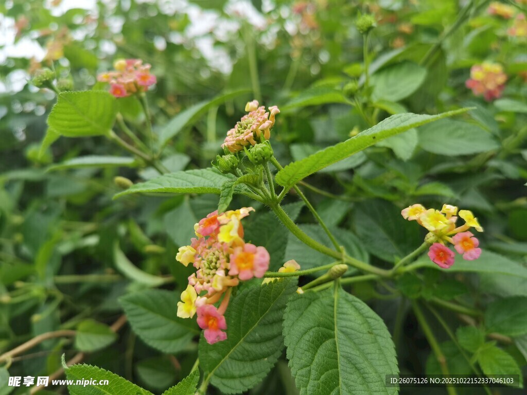 多彩花卉绽放绿叶间