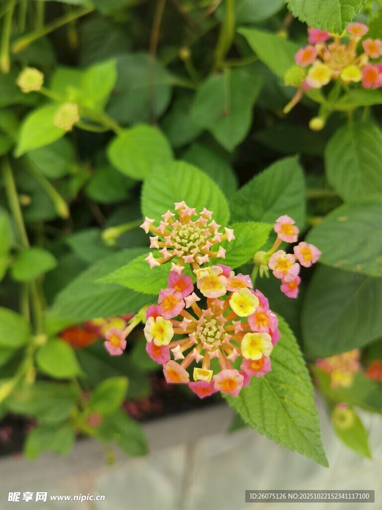 多彩马缨丹花朵特写