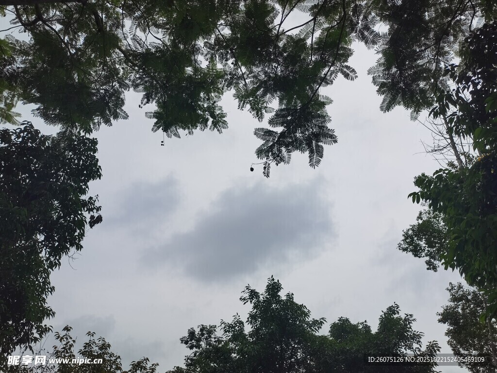 仰视林间天空与枝叶