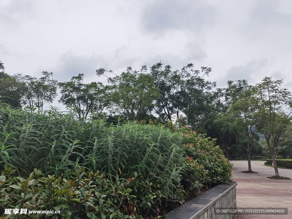 城市绿植景观