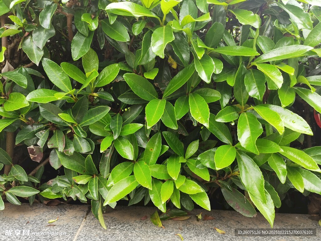 翠绿繁茂的绿植景观