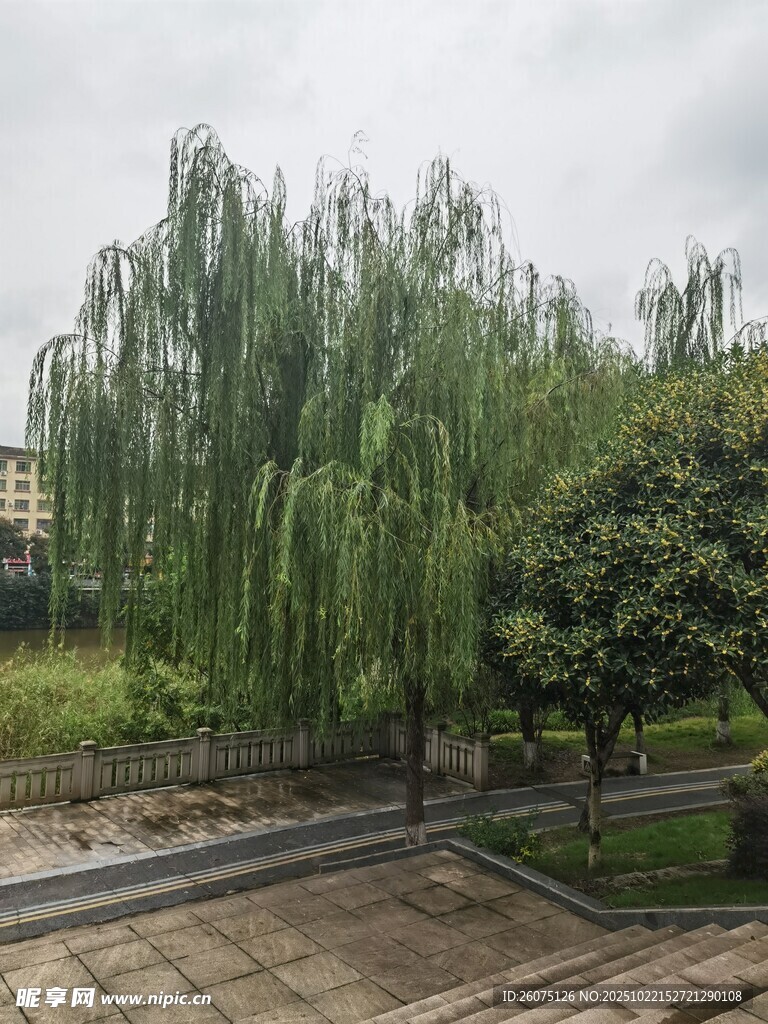 庭院垂柳景观