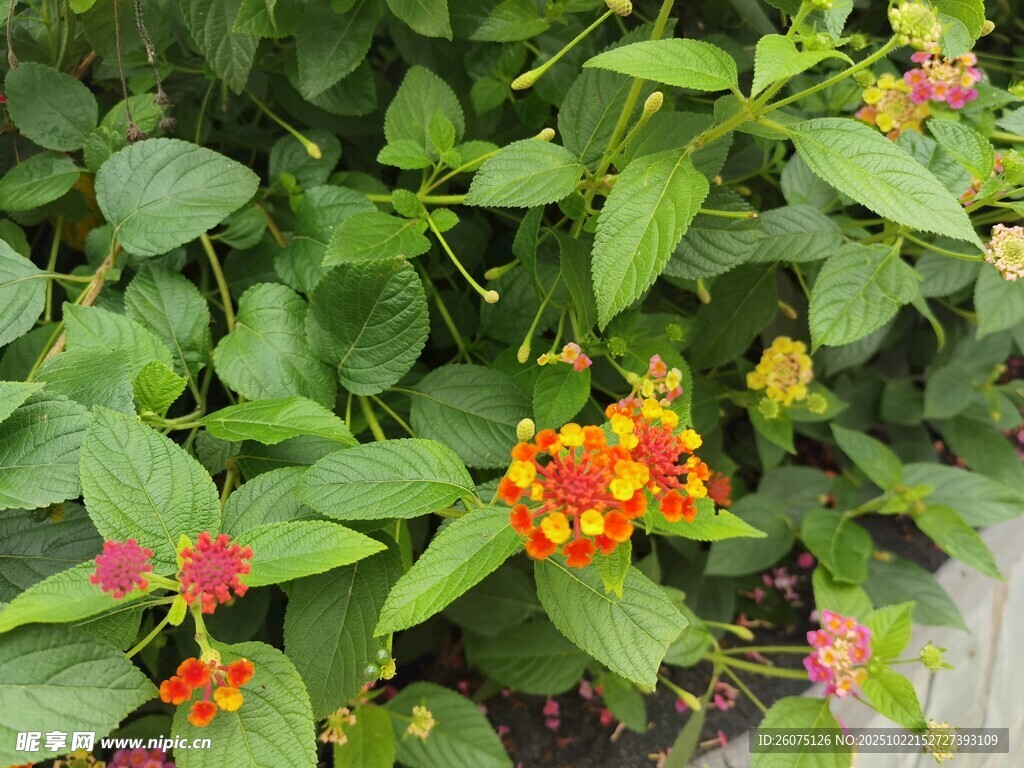 多彩花卉绽放绿叶间