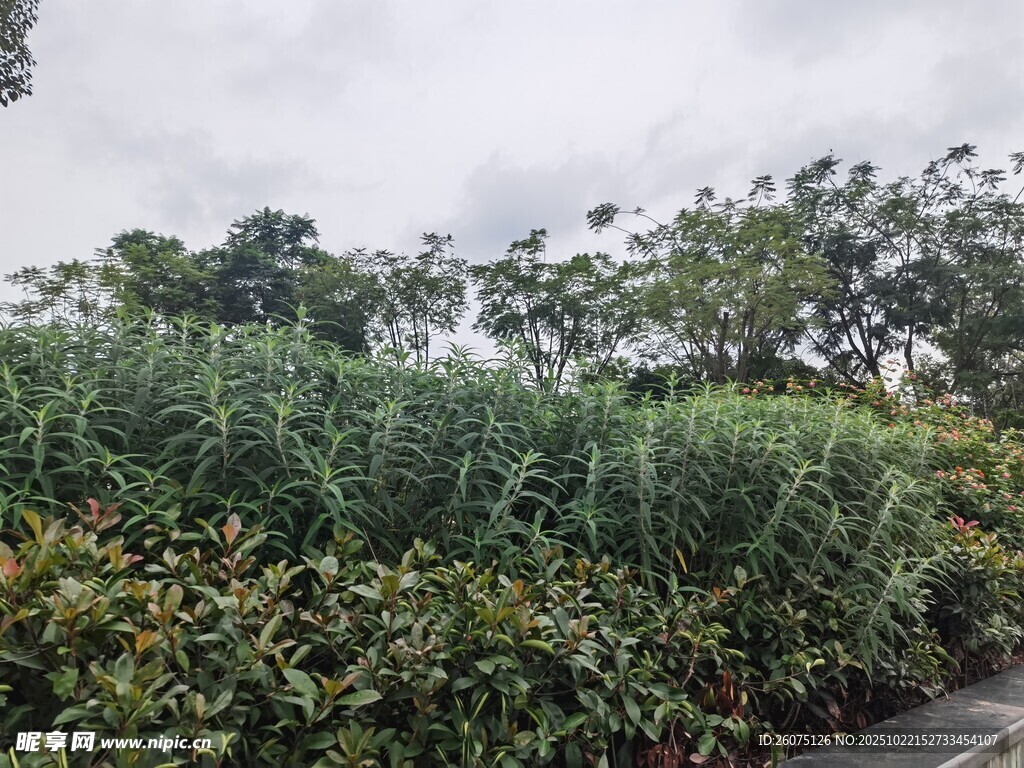 路边繁茂绿植景观