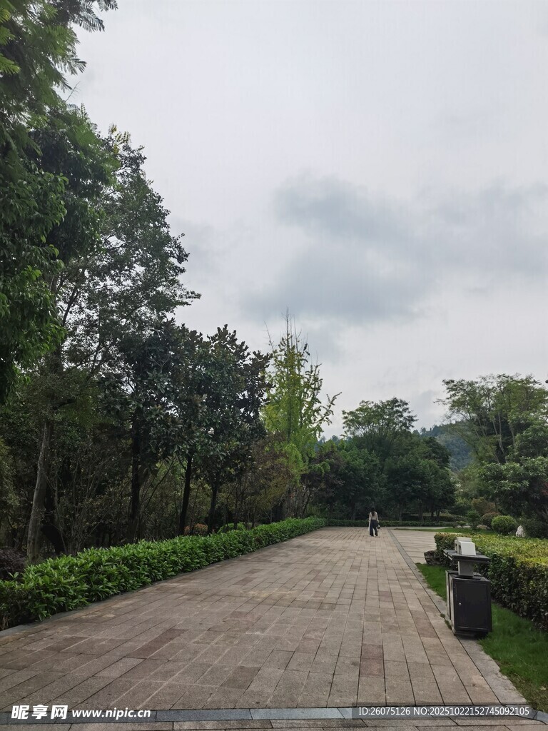 林荫铺石路静谧自然景