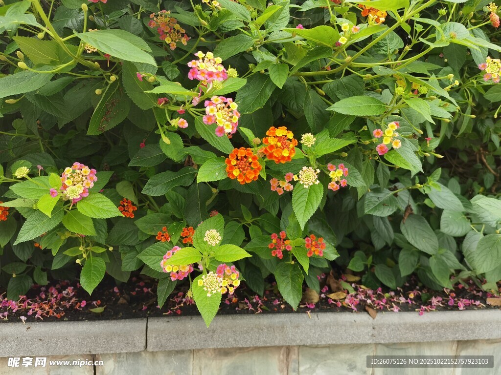 花坛中的多彩花卉绽放