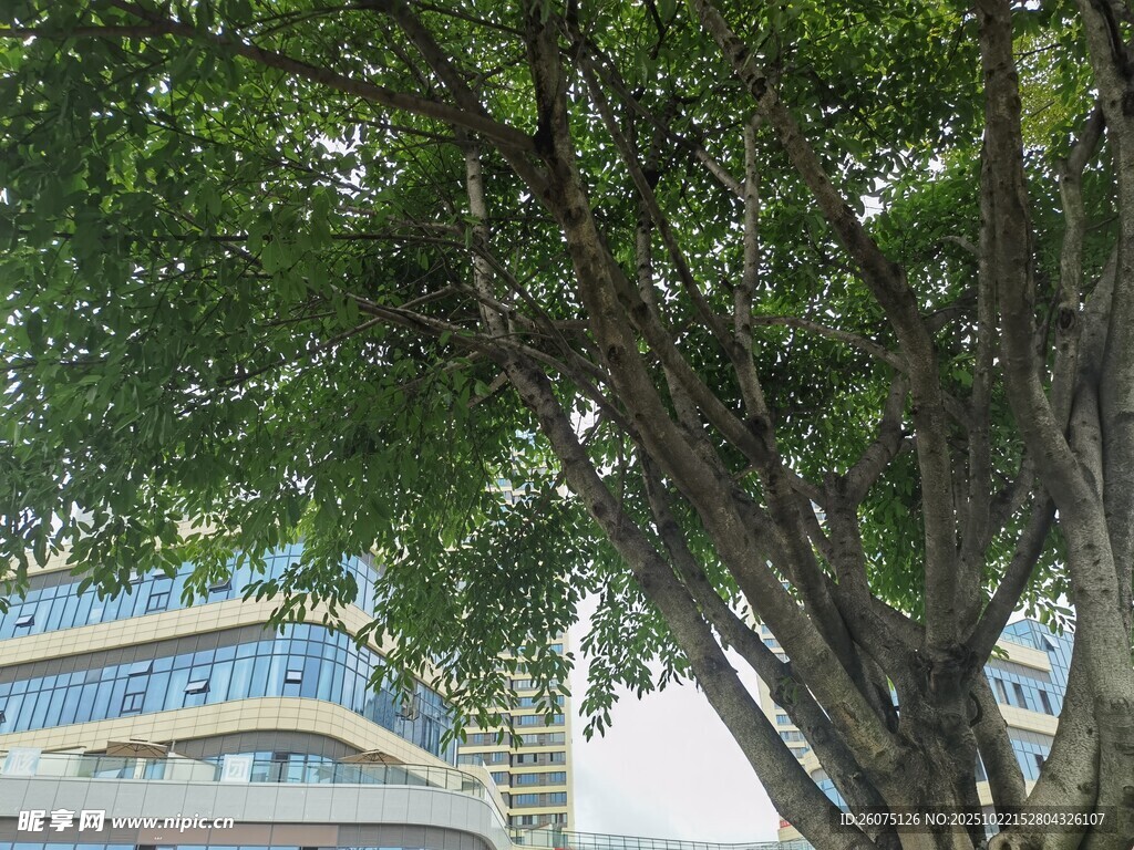 城市中繁茂大树与现代建筑