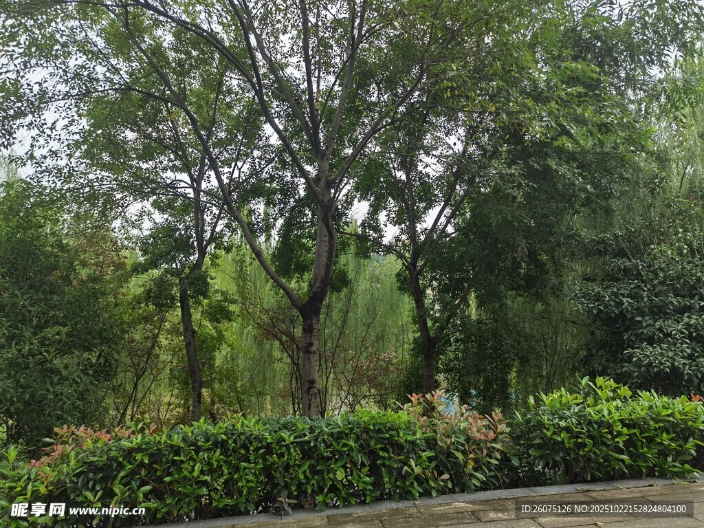绿意盎然的园林景观