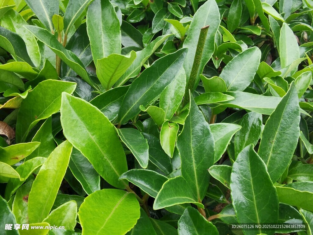 翠绿叶片植物特写