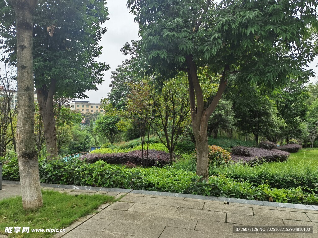 城市公园的静谧绿植景观