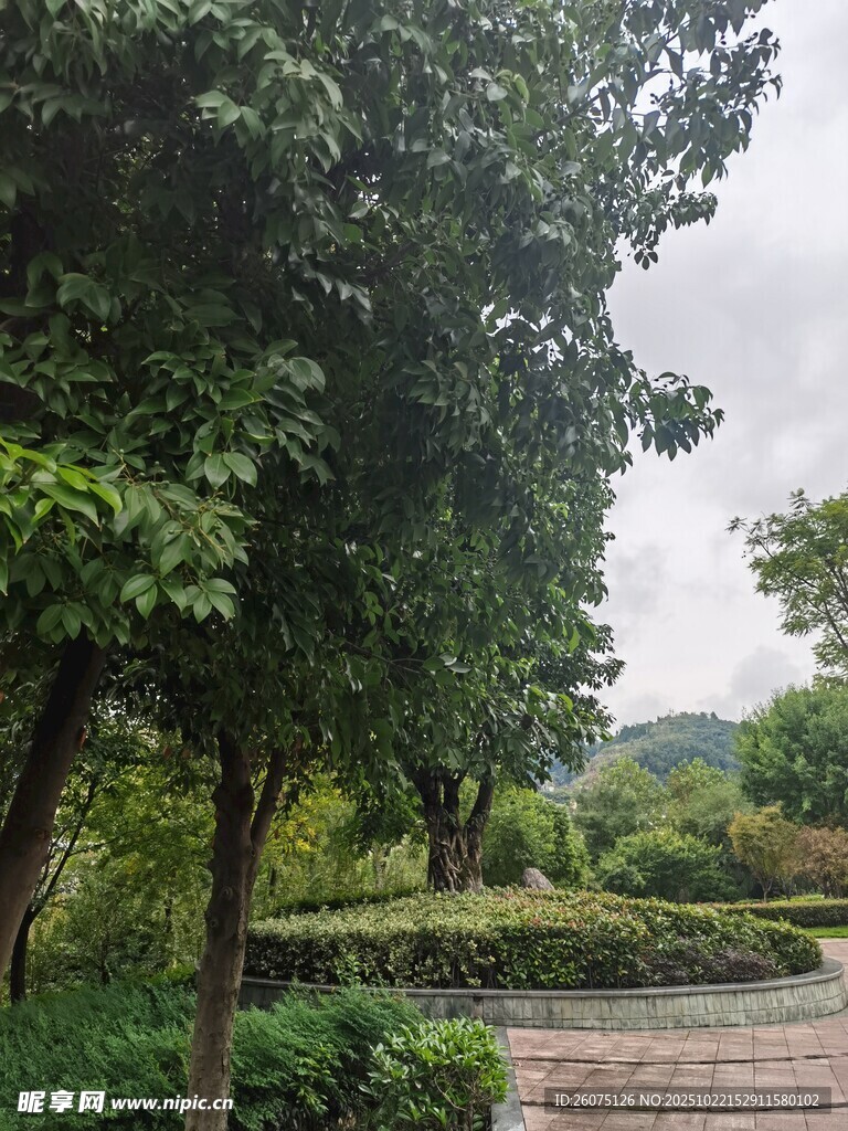 林间小径绿意盎然的景致