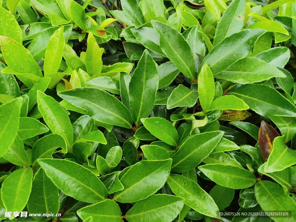 翠绿繁茂的叶片植物