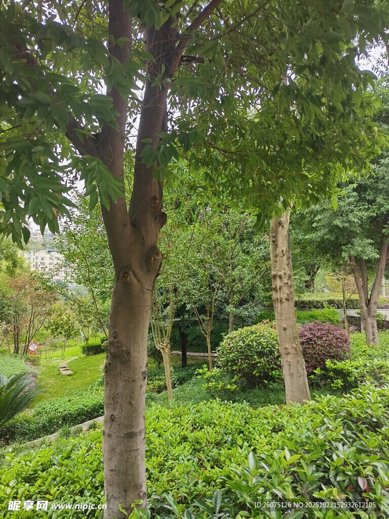 绿意盎然的公园树木景观