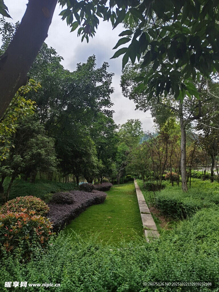 静谧林间小道的绿意景致