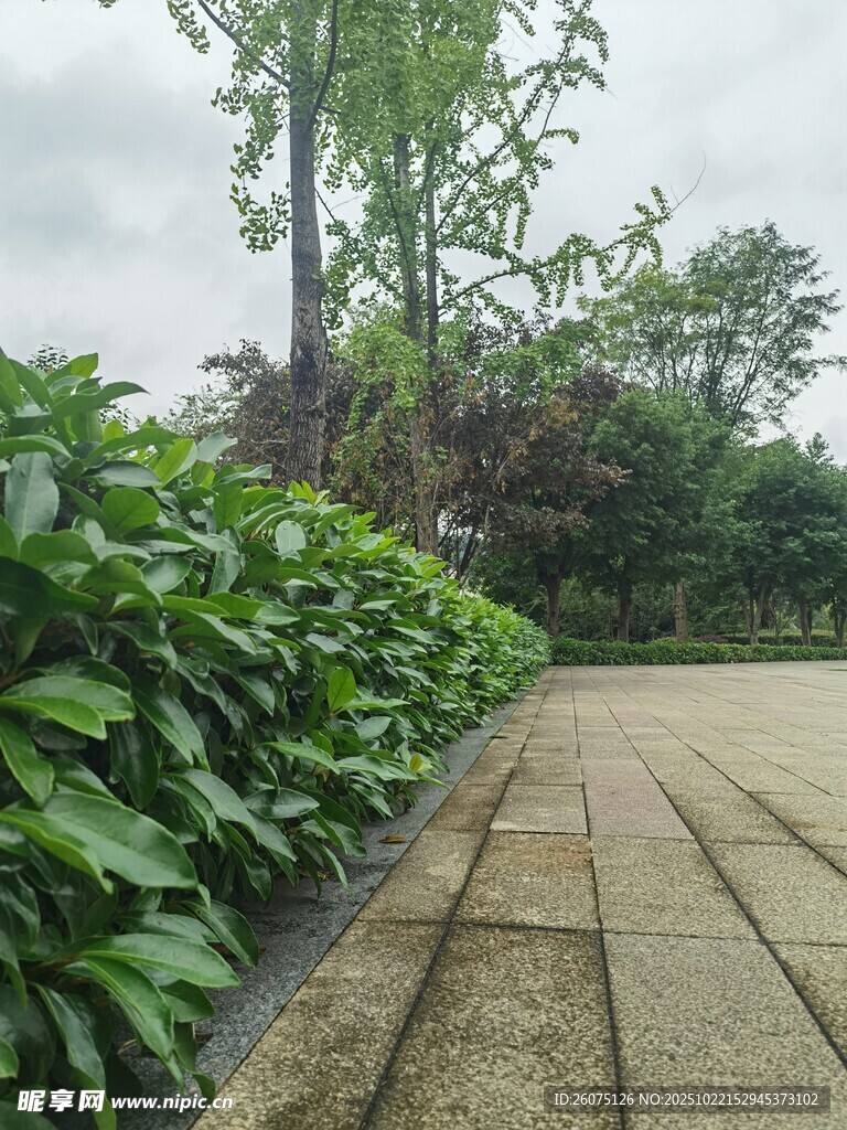 园林小径旁的繁茂绿植