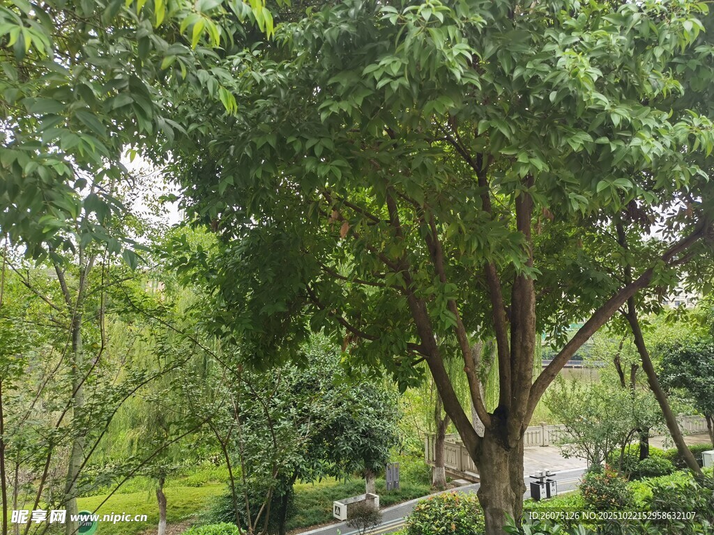 绿意盎然的公园树木景观